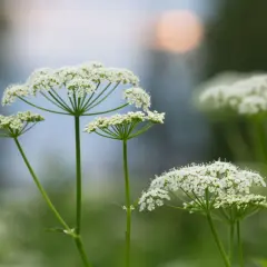 Kwiatostany podagrycznika właściwości leczniczych. Delikatne białe baldachy na zielonych łodygach, w tle rozmyty bokeh.
