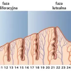 Kiedy badać LH? Kluczowe dni cyklu dla dokładnych wyników