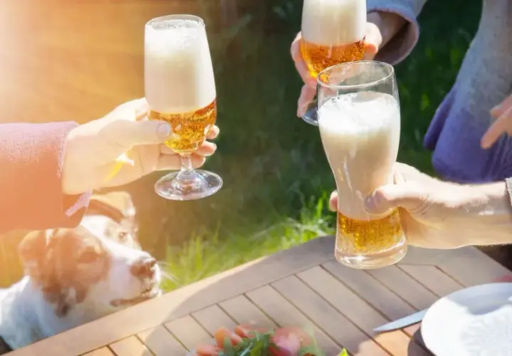 Czy pies może pić alkohol? Dowiedz się, jak to wpływa na zdrowie psa