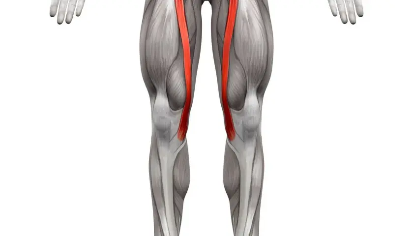Anatomia uda z uwydatnionym mięśniem krawieckim, biegnącym po wewnętrznej stronie uda i zginającym nogę w kolanie.