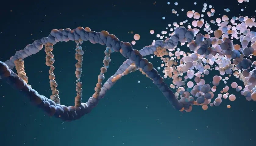 Fragmentacja DNA, być może związana z zespołem Patau.