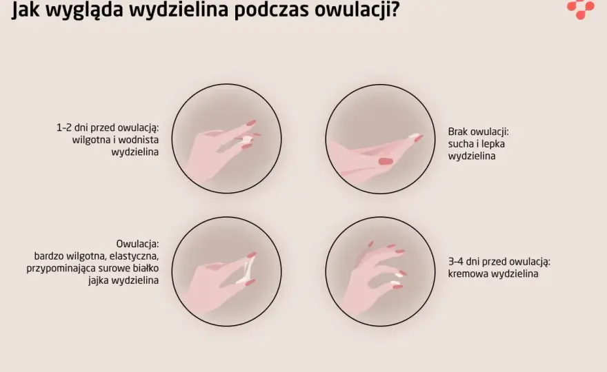 Jakie badania przed cyklem? Kluczowe testy dla Twojego zdrowia